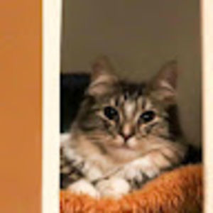 Meet your Posher, Dawn